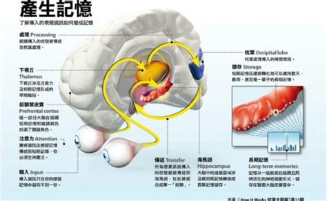 海馬迴再生|大腦萎縮26歲就開始！瑞典腦科學實證：讓海馬迴持續。